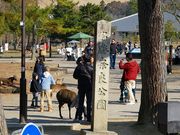 �}�b�N����̓ޗǌ����̍��̓��e�ʐ^1