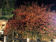 Ȃ񂳂̊א_Ђ̖؉Z̓eʐ^1