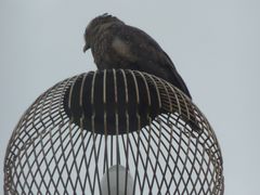 邿񂳂̐\Jk[cA[̂тՂՂûՂvւ̓eʐ^1