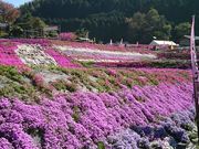 �������񂳂�̑哹���ō��̓��e�ʐ^2