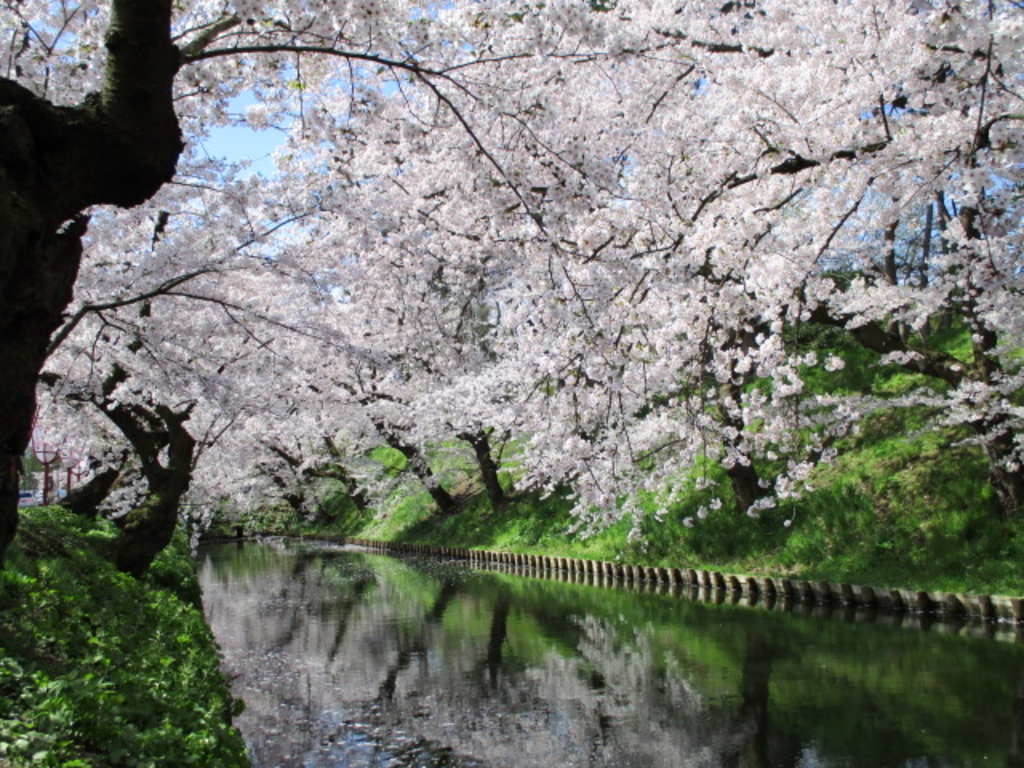 弘前公園の桜