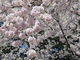 yosshyさんの弘前公園の桜の投稿写真1