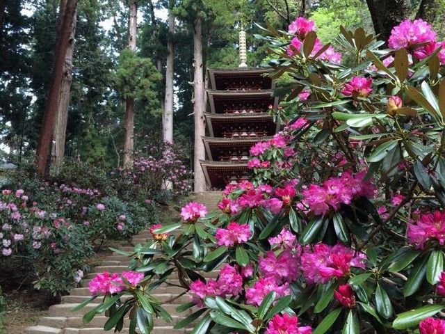 室生寺の石楠花】アクセス・営業時間・料金情報 - じゃらんnet