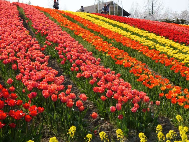 �`���[���b�v��_�䥗΂̃~���[�W�A�� �n�[�x�X�g�̋u