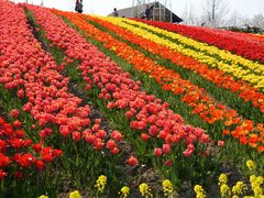 ނ񂳂̍䥗΂̃~[WA n[xXg̋uւ̓eʐ^1