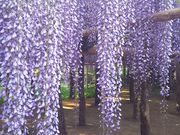 katochitta̋̓̓eʐ^1