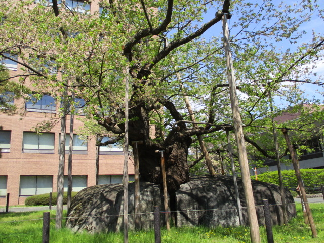 �t���ł�_�Ί���