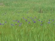 ̏琼r̃JLco^Q̓eʐ^1