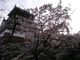 スヌ夫さんの小倉城の桜への投稿写真3
