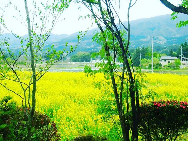 ���X�̖ڂ̑O�ɂ͍؂̉Ԕ������ꂢ�ł���_�����݂̗��@�l�G�̉�