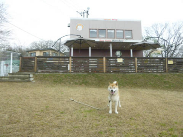 �h�b�O����_�t���E�w��