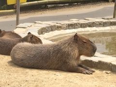 noirchevalier̍䥗΂̃~[WA n[xXg̋uւ̓eʐ^1