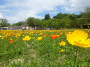 富田林市農業公園 サバーファーム アクセス 営業時間 料金情報 じゃらんnet