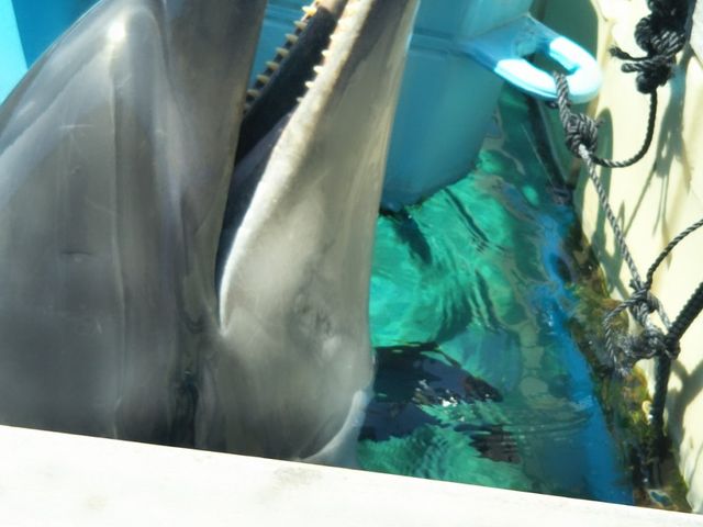 �ӂꂠ�����O�[���ŉa��������Ă�Ƃ���B�ӂ����Đ����|���Ă��܂��i�΁j_���l�E���i���V�[�p���_�C�X