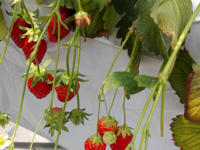 �Â��Ĕ��������ł��B_�X�g���x���[�t�@�[�� �\�[�r�[