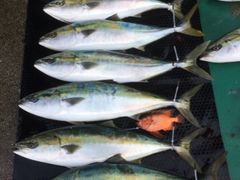 gN񂳂ZERO-1 FISHING SERVICEւ̓eʐ^1