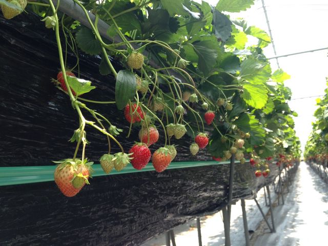 ���ʂ��P_�X�J�C�t�@�[��