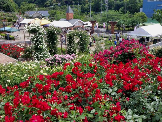 【島田市ばらの丘公園】アクセス・営業時間・料金情報 - じゃらんnet