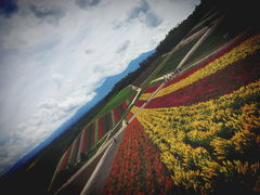 �l�G�ʂ̋u�̎ʐ^1