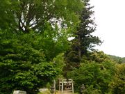 �O�����l����̎O��_�Ђ̓��e�ʐ^3