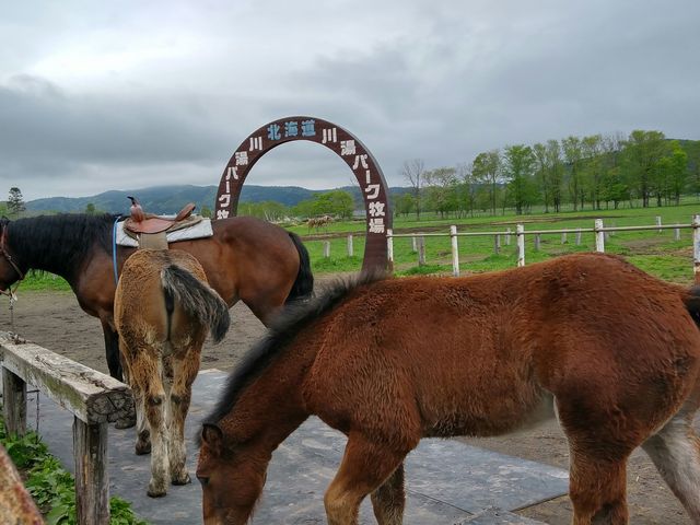 �n�B���ƂĂ����ƂȂ����l��ꂵ�Ă��܂����B
_�쓒�p�[�N�q��