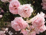 harusüɓޒ{sLO̓eʐ^1