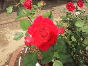 harusüɓޒ{sLO̓eʐ^3