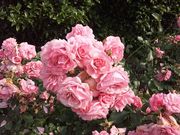 harusüɓޒ{sLO̓eʐ^4