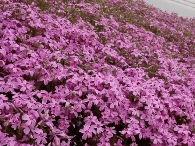 �~�V�K���ƃV�o�U�N��_�Ȃ��������̃V�o�U�N��