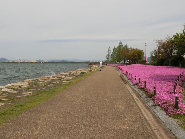 �s���N���O�~_�Ȃ��������̃V�o�U�N��