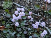 ܂܂ς񂾂̉Jx̓eʐ^1