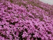 �܂܂ς񂾂���̂Ȃ��������̃V�o�U�N���̓��e�ʐ^1