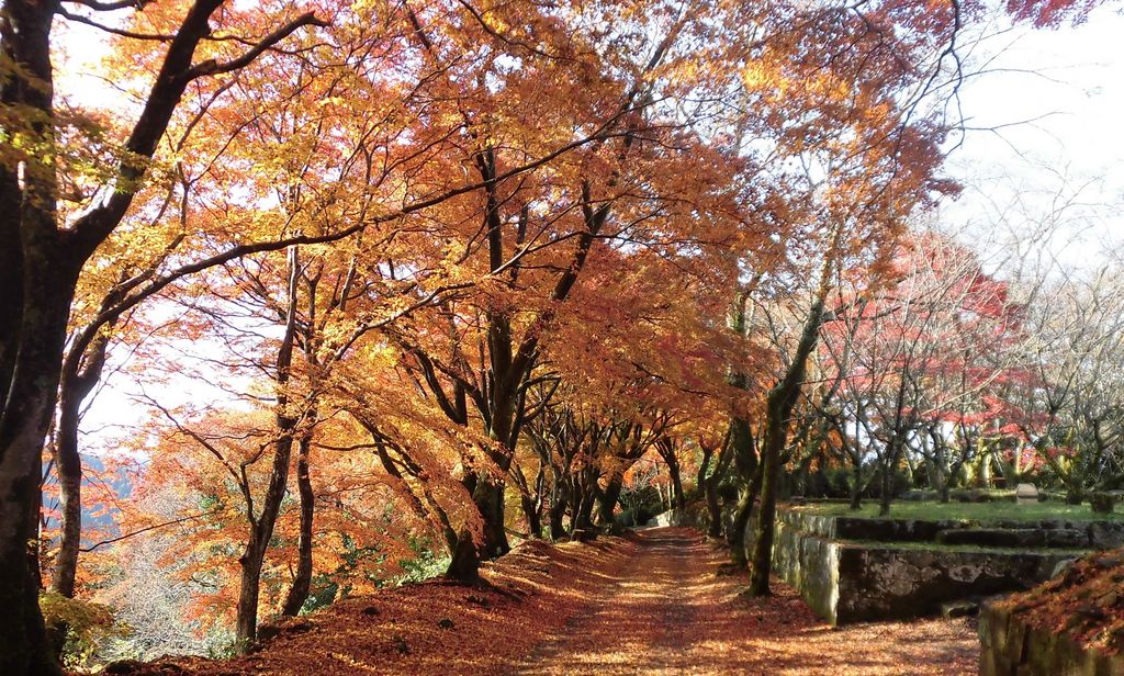 岡城阯の紅葉