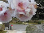 ڂ肳̓򎛁iR⍑sj̓eʐ^1