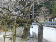 ڂ肳̓򎛁iR⍑sj̓eʐ^2