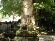 Ol̗P_ЁEzK_ЁEY̓eʐ^4