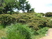 Ԃ񂳂̒ߌx̃~}LV}̓eʐ^1