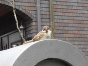 ڂ肳̔mԋ(mԉ)̓eʐ^1