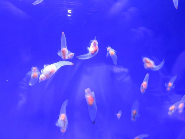 �N���I�l_�I�z�[�c�N���X��