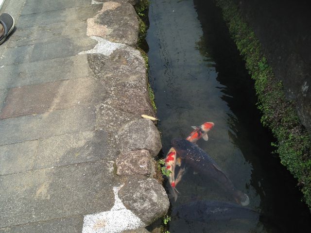 ��̉j���X_��̉j���܂�