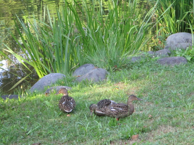 �J�������܂�_��������