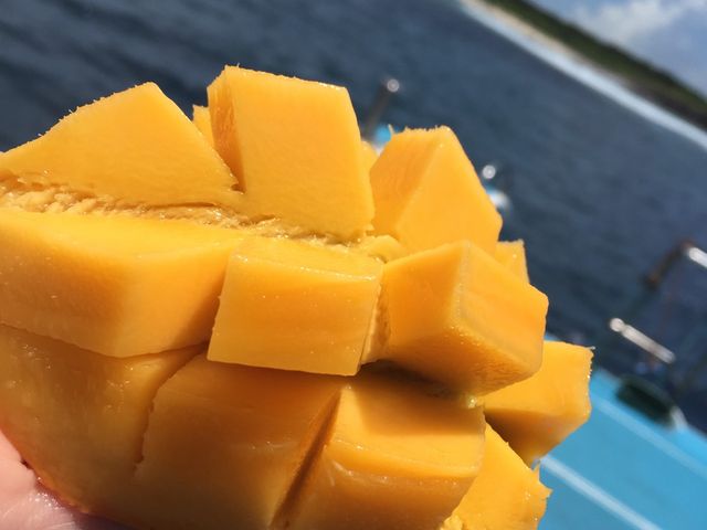 �����̃f�U�[�g�ɋ{�Ó��}���S�[�B����������(^^)_�_�C�r���O�T�[�r�X�ɊC