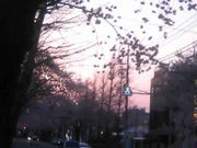 ӂ񂳂̒Y T X̓eʐ^1