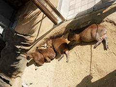 Ԃ񂽂̐EW ANAggӂւ̓eʐ^1