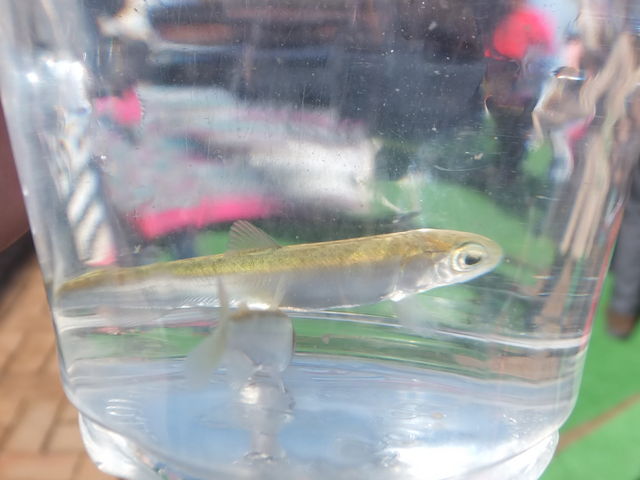 ���̒t��_�T�P�̂ӂ邳�Ɛ�ΐ�����