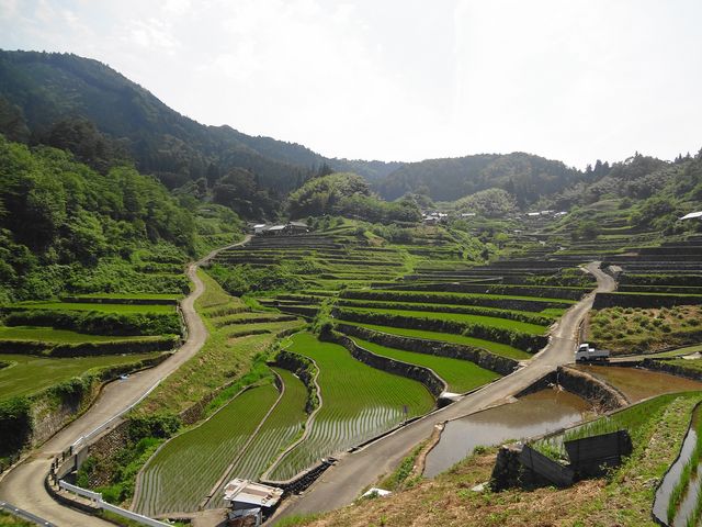 ܂񂳂̈m̒Ic̓eʐ^1