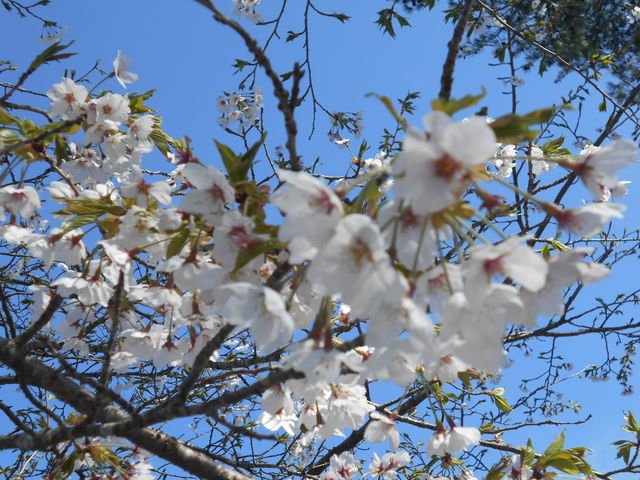 ��_���s�߂��̏������̍�