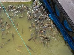 䂸܂܂̖Oكg[hւ̓eʐ^1