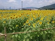 񂿂񂳂̒}Ot@[}[Y}[Pbg݂Ȃ݂̗̓eʐ^1