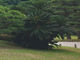 ykoさんの栗林公園のソテツの投稿写真1